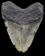 Bargain, Large, Megalodon Tooth - North Carolina #67322-2